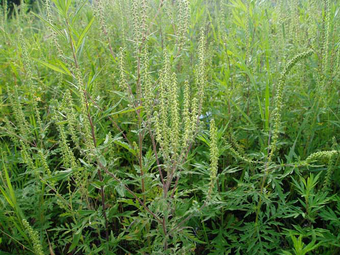 Ambrosia artemisiifolia in fiore2