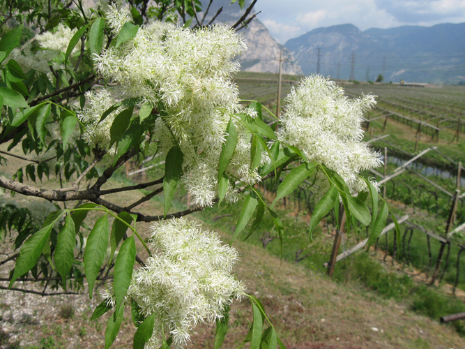 polline di frassino