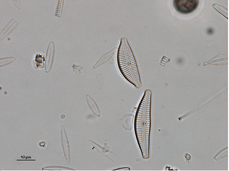diatomea piccola 1