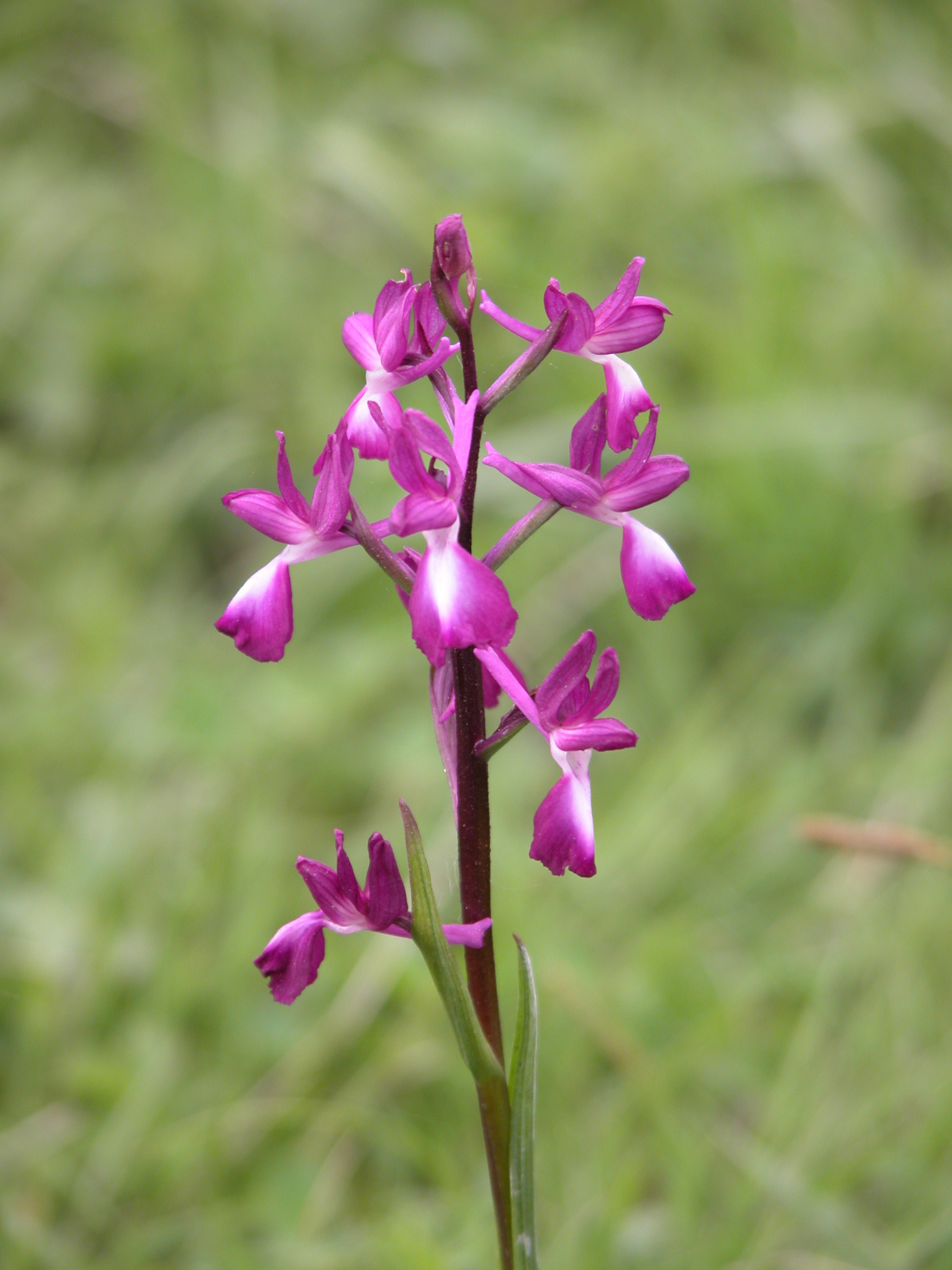 Anacamptis laxiflora
