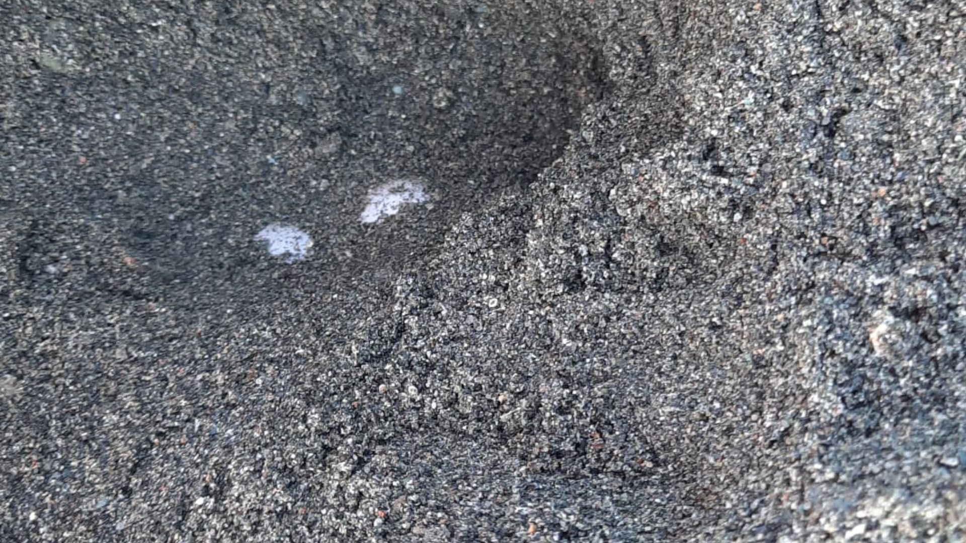 Due nuovi nidi di tartaruga a Varazze e ...