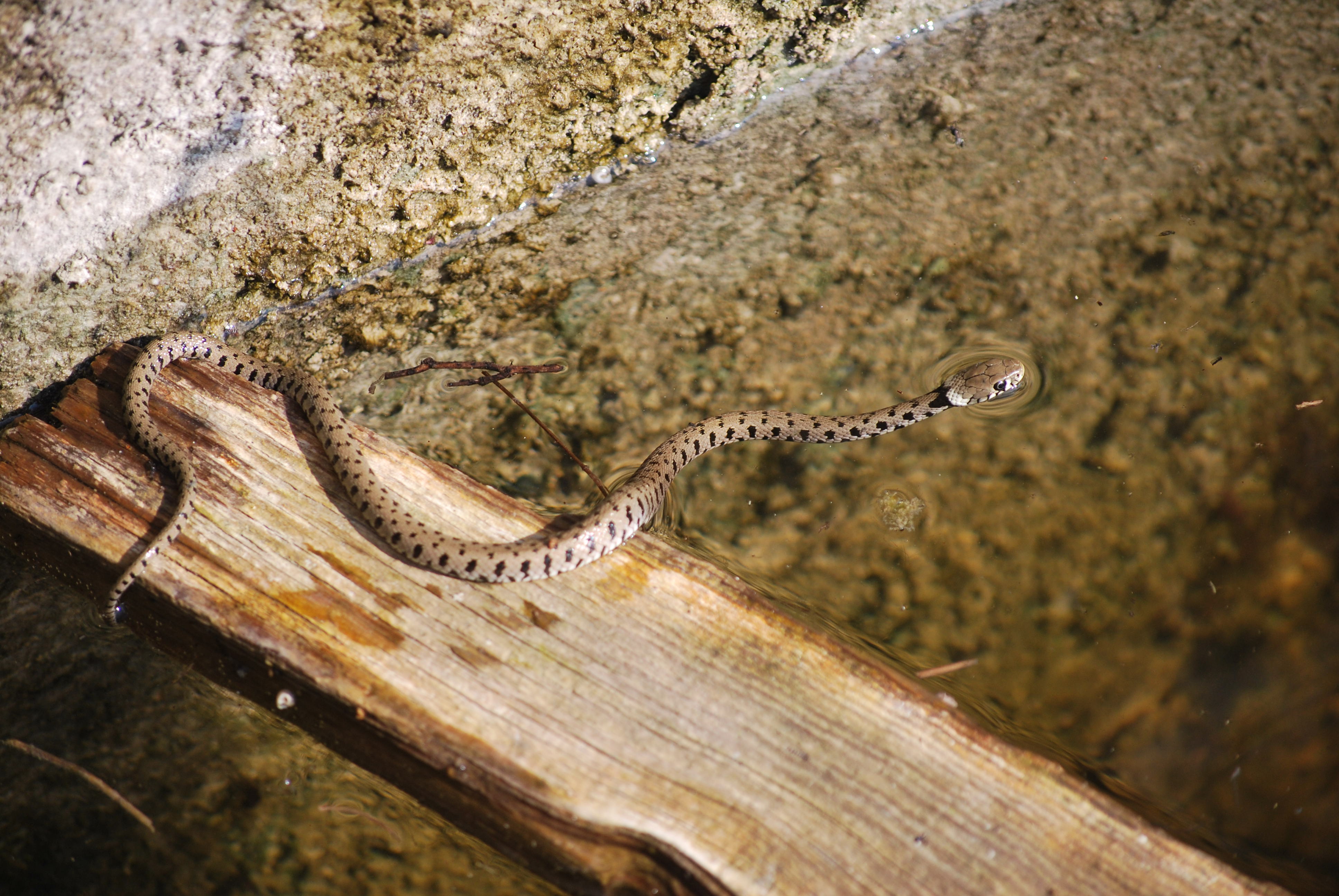 Natrix helvetica