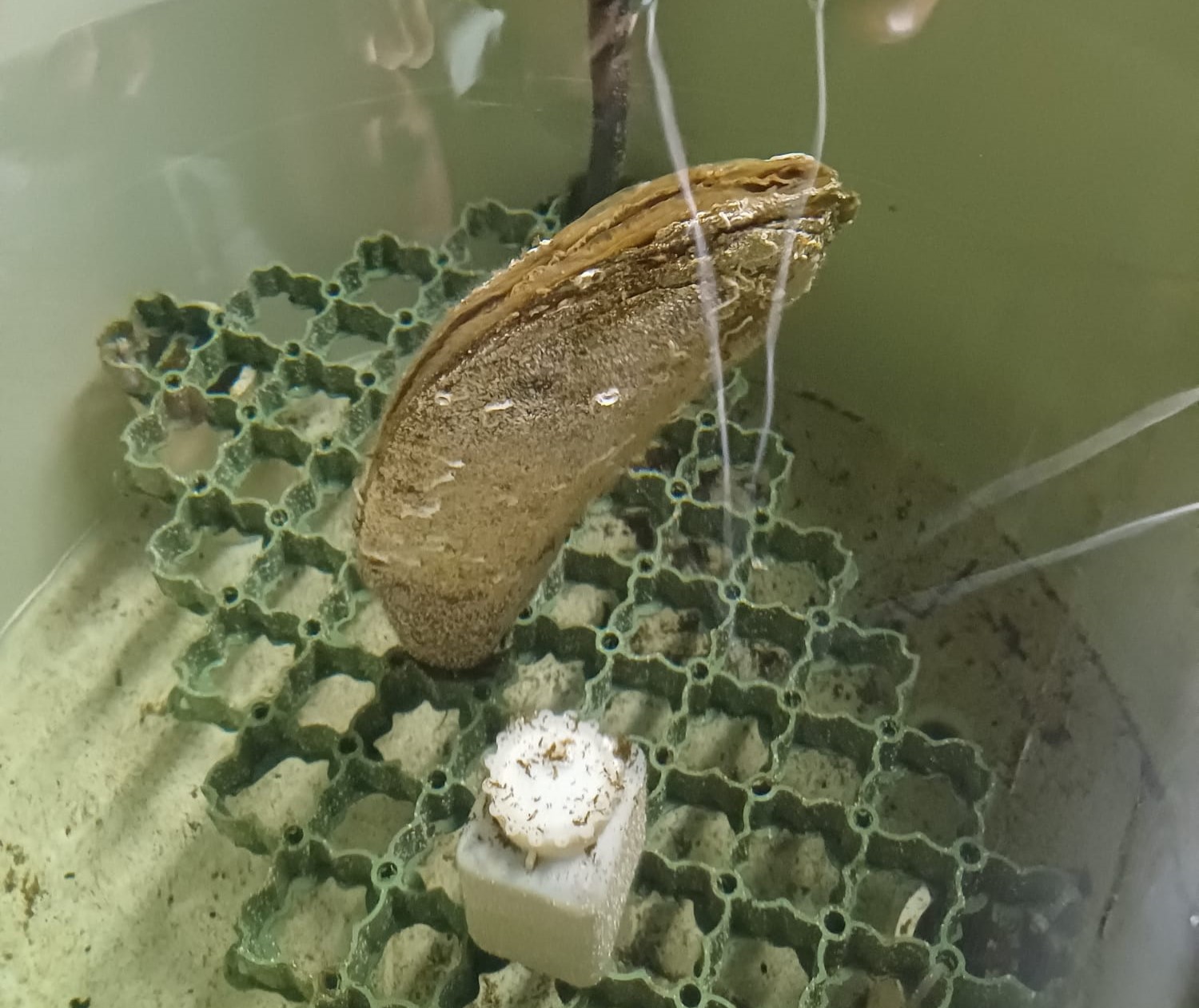 pinna nobilis 34