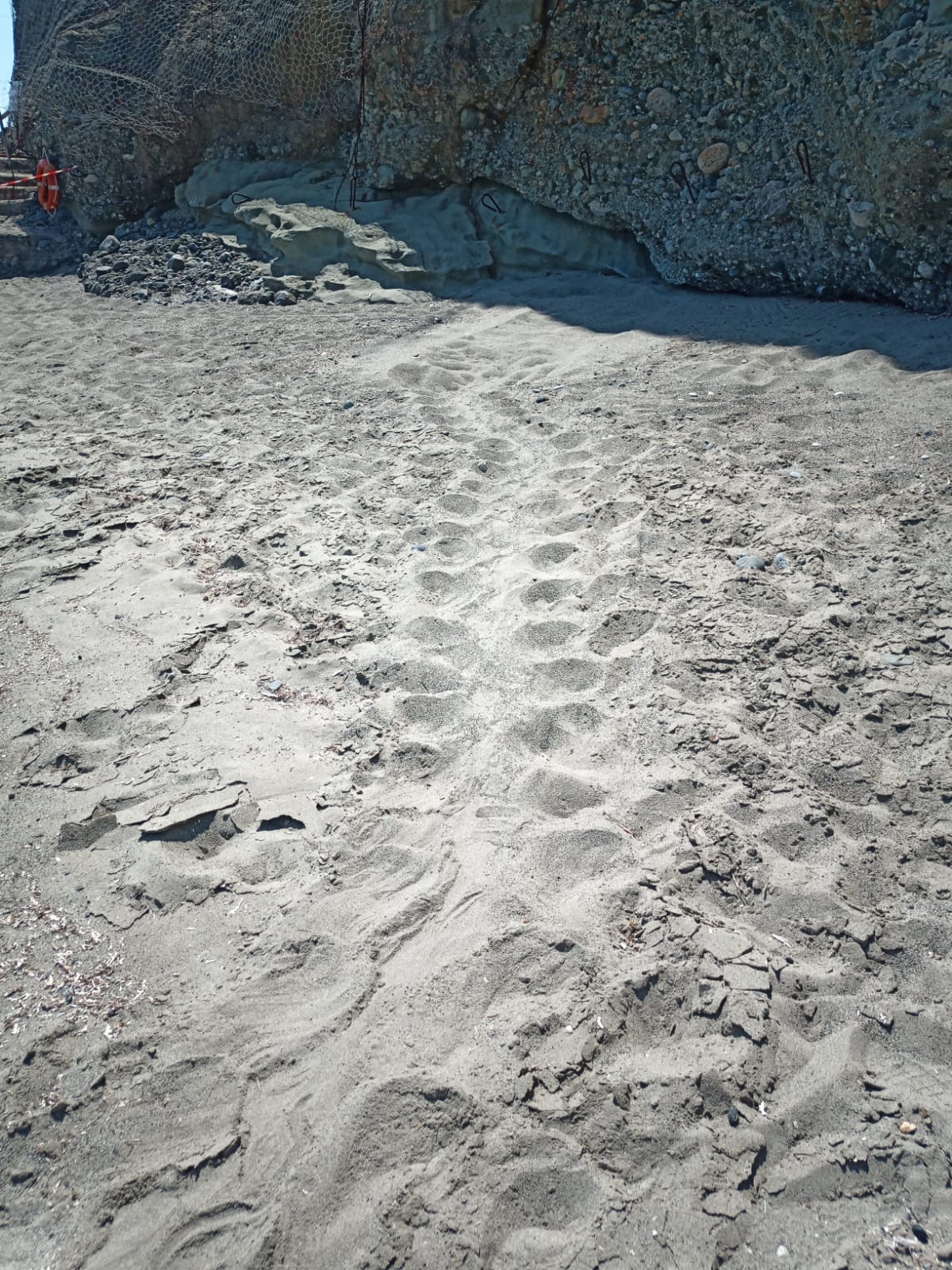 A Celle Ligure il primo nido di tartarug...