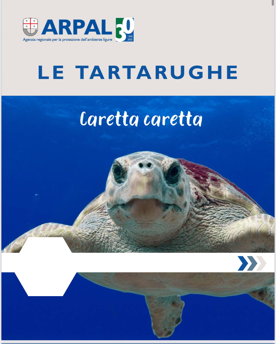 Carosello tartarughe