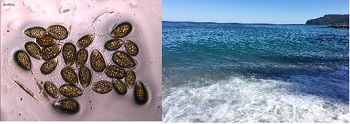ostreo più mare
