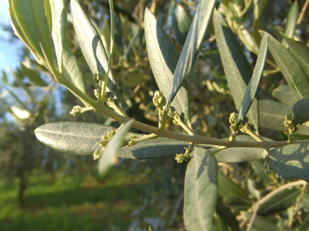 Ancora alte concentrazioni polliniche pe...