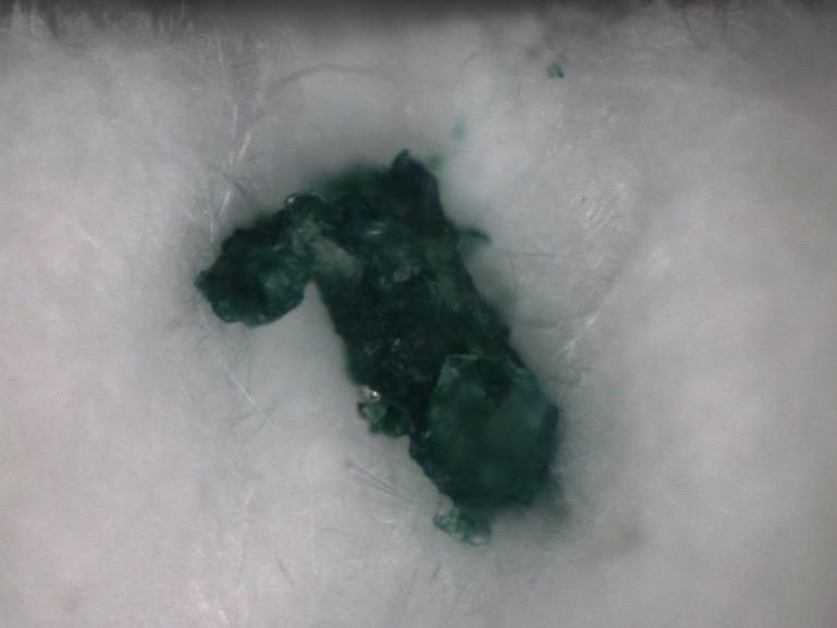 arpal - Microplastica ritrovata in ambiente marino