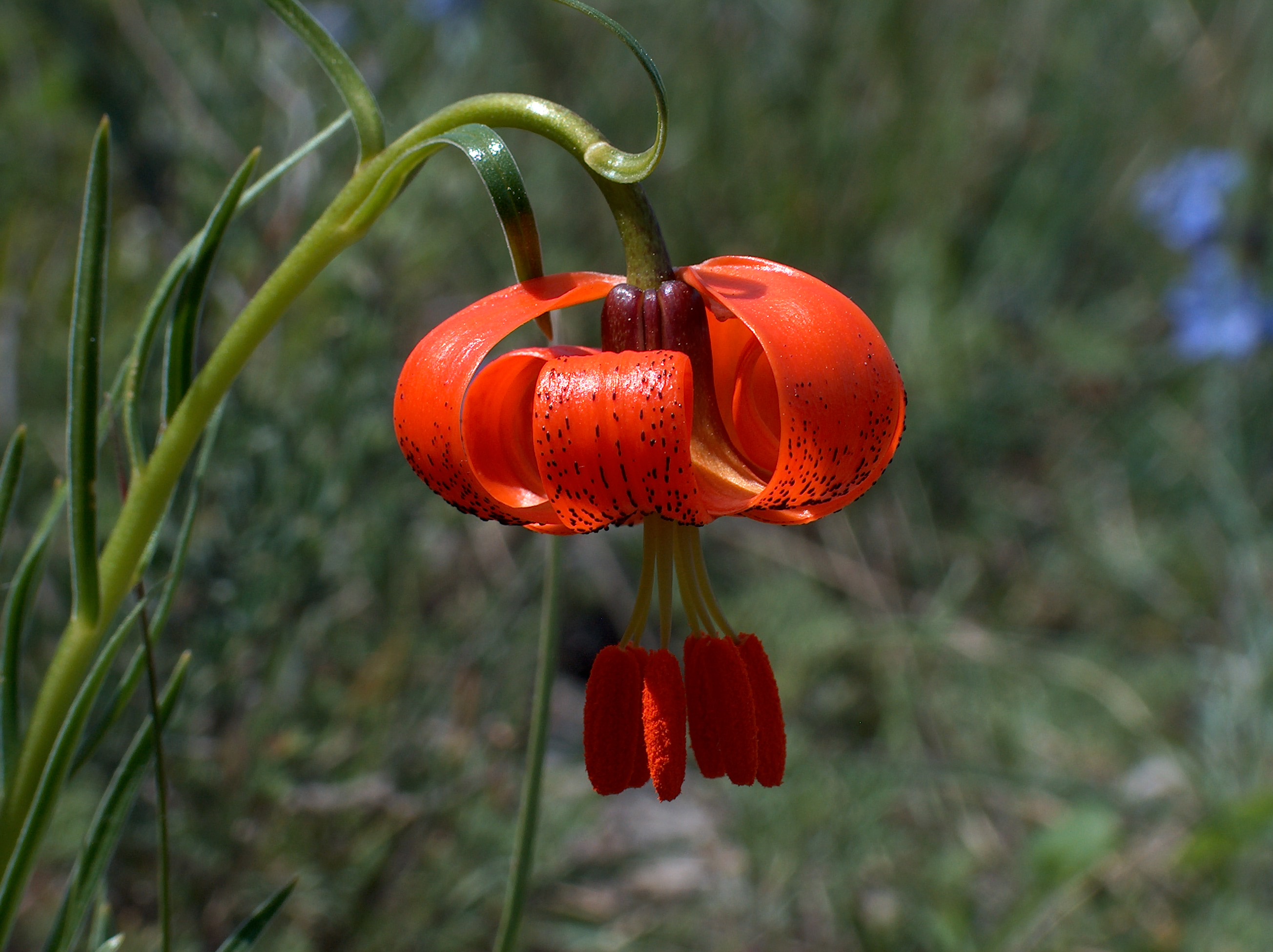 Lilium_pomponium