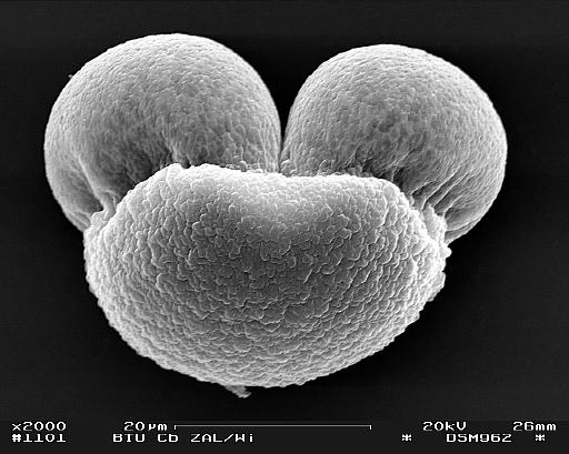 Polline di pino visto al microscopio a scansione elettronica - sembra Topolino
