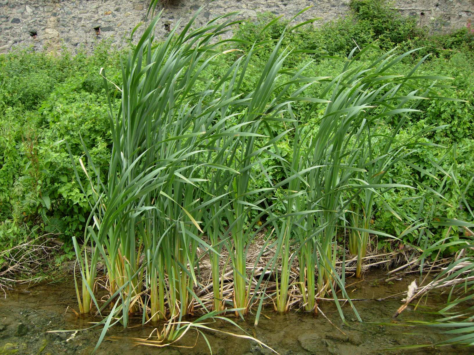 Typha_latifolia