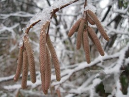 m_corylus_avellana_amenti_sotto_la_neve