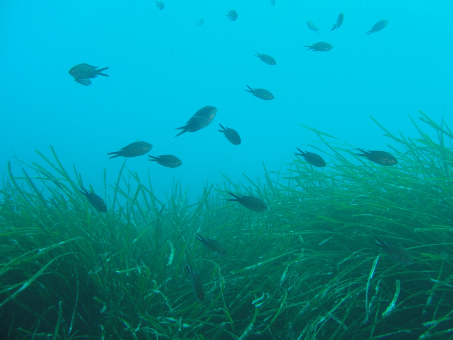 arpal - Posidonia oceanica