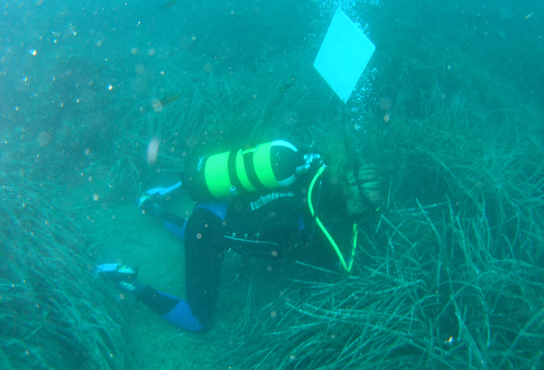 arpal - posidonia MONITORAGGI