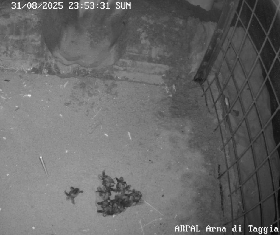 Arma di Taggia: nate altre 20 tartarughe...