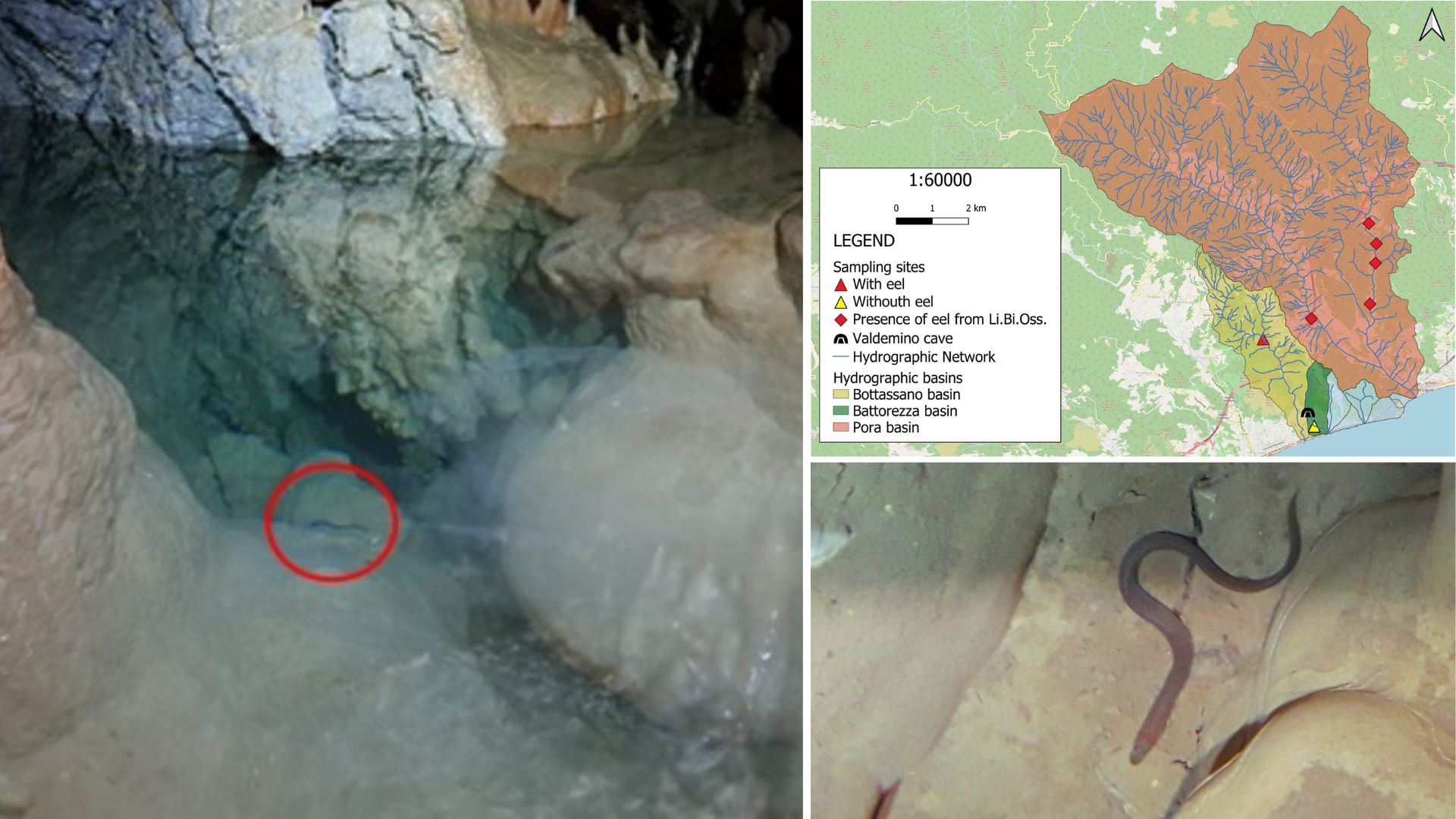 Anguille grotte carsiche liguri SNPA