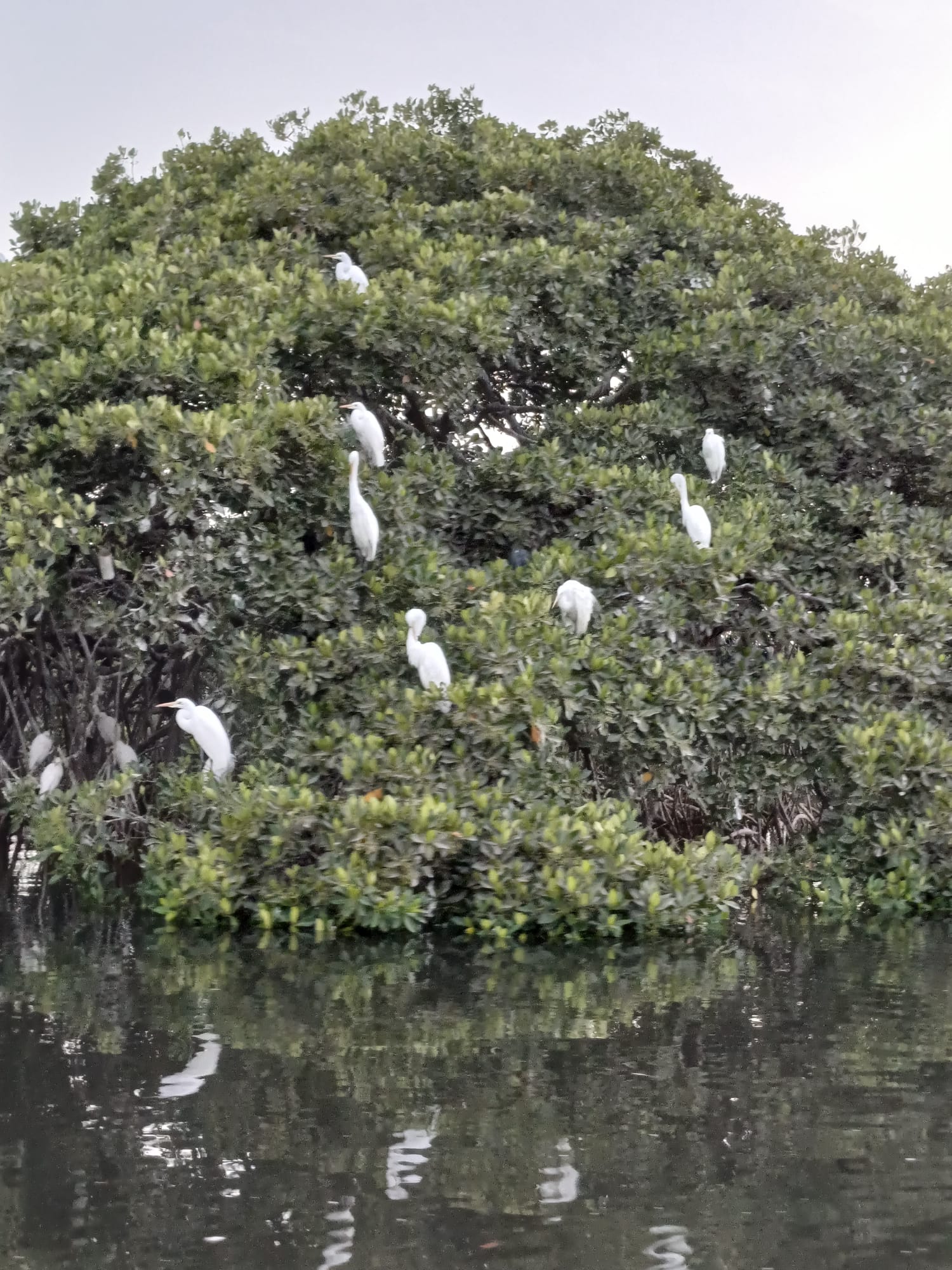 Area Marina Protetta Bamboung mangrovie