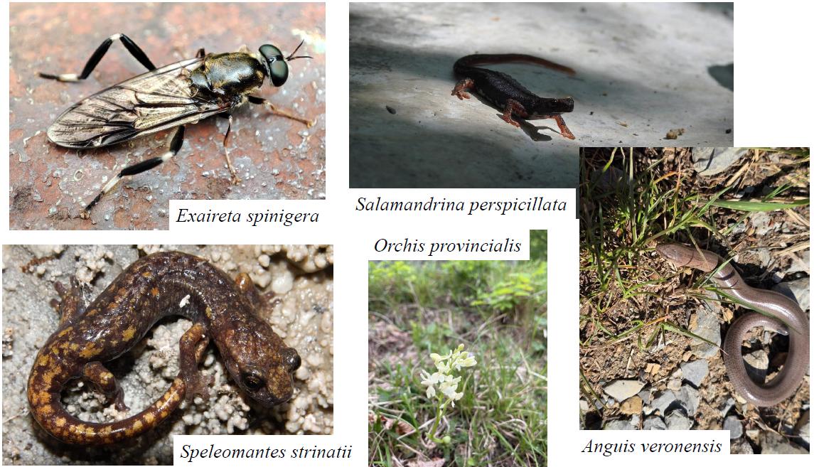 mosca soldato geotritone strinati salamandrina occhiali orbettino orchidea