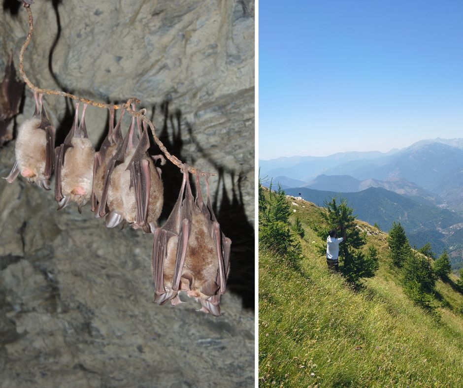 Pipistrelli sentinelle del clima: al via...