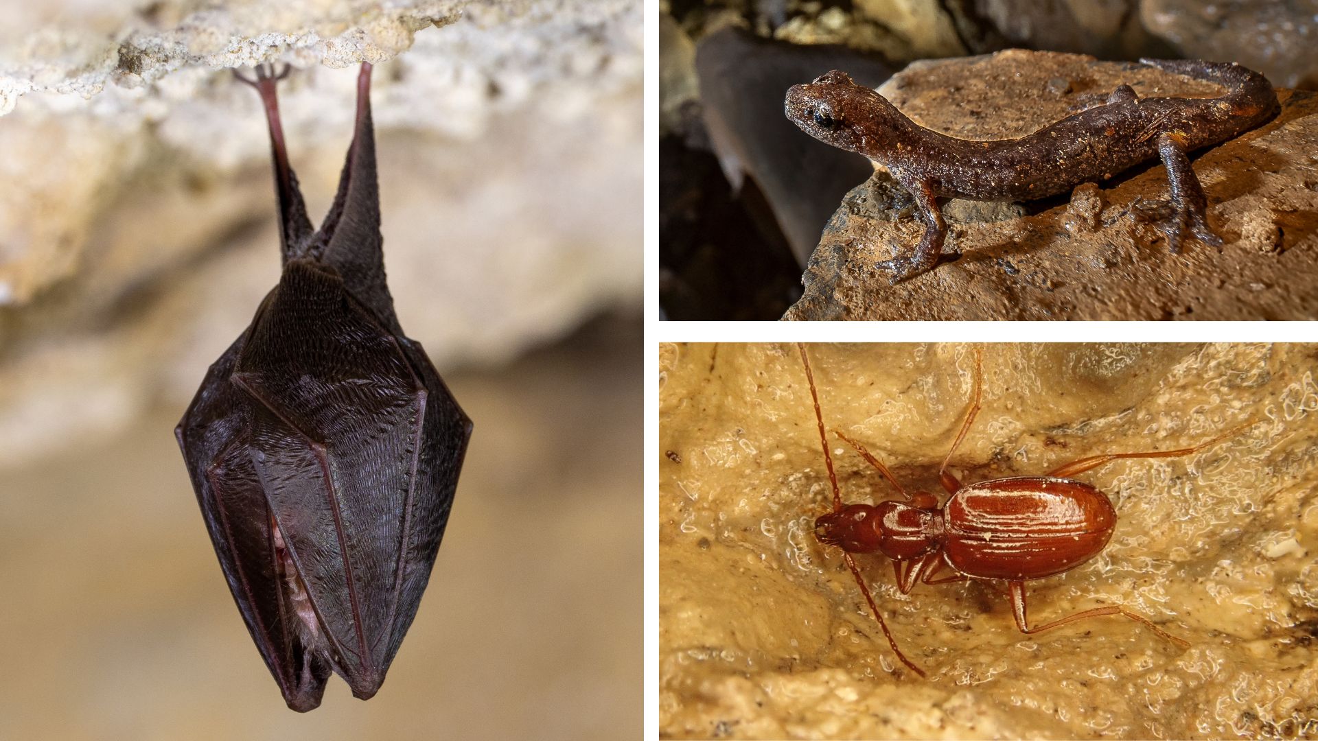 Pipistrelli e fauna ipogea
