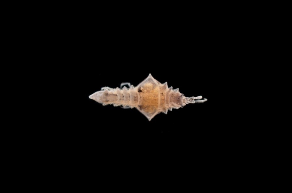 macrobenthos 