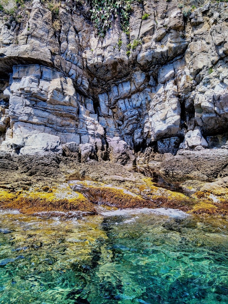 popolamenti macroalgali coste rocciose liguri