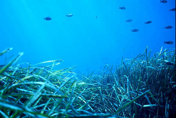 posidonia oceanica intro