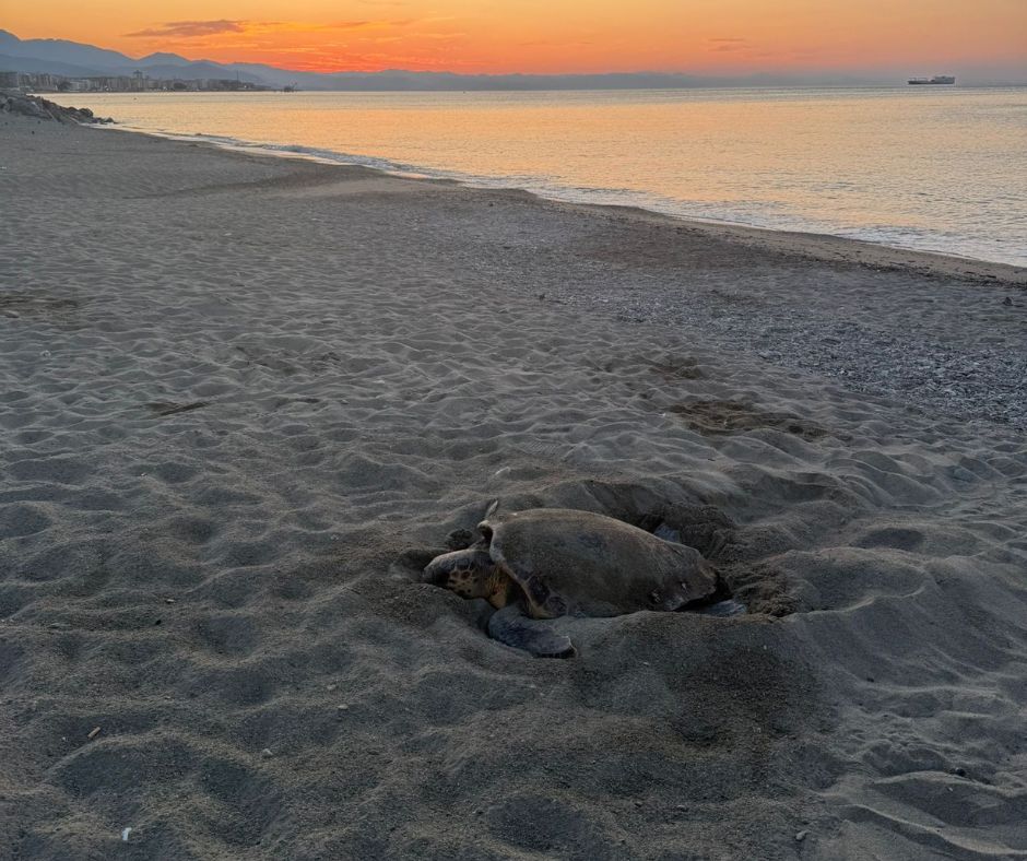 Mare più caldo, quattro nidi di Caretta ...