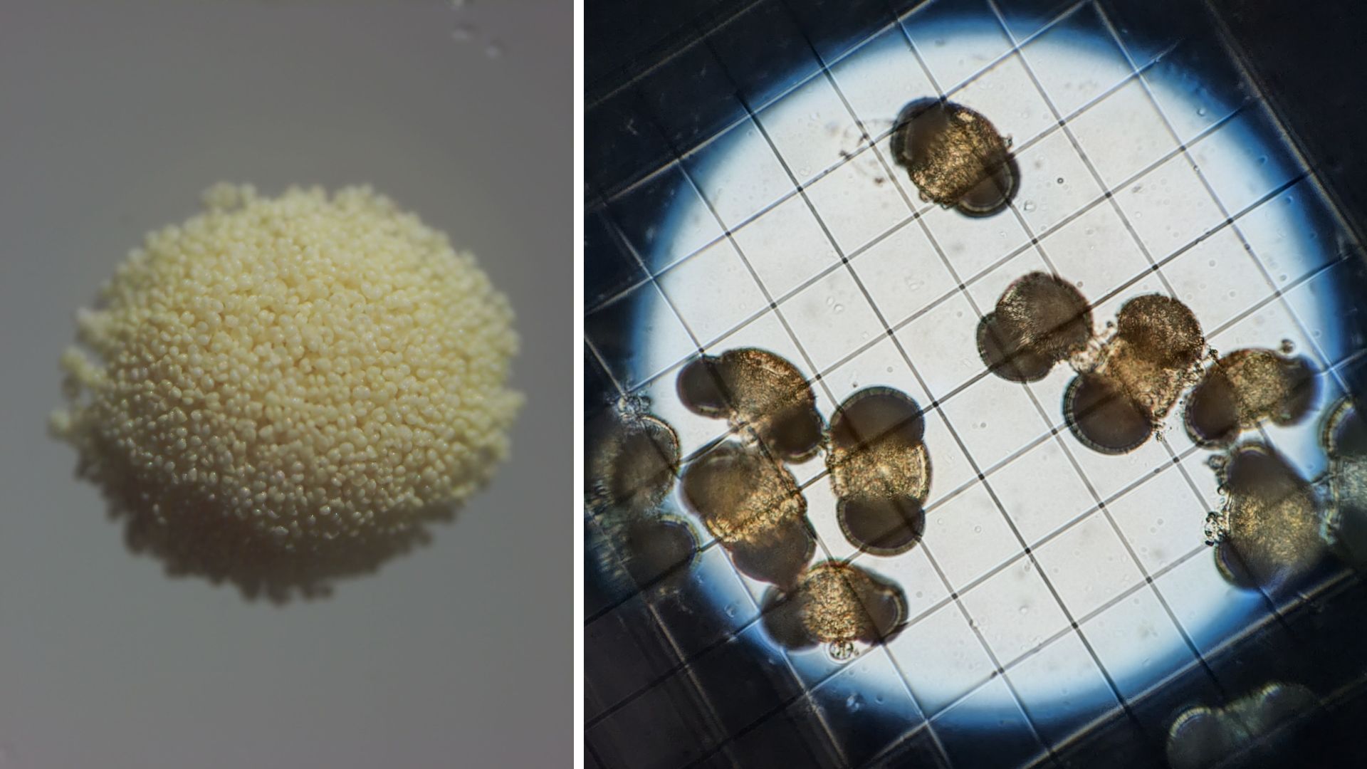 pollini mare giallo microscopio