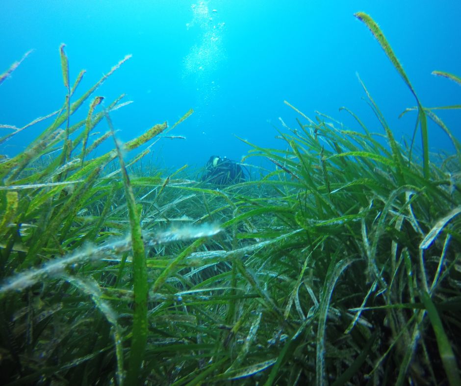 Dalla spiaggia al fondale: le banquette ...